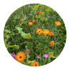 Torebka z nasionami dzikich kwiatów - LT94559