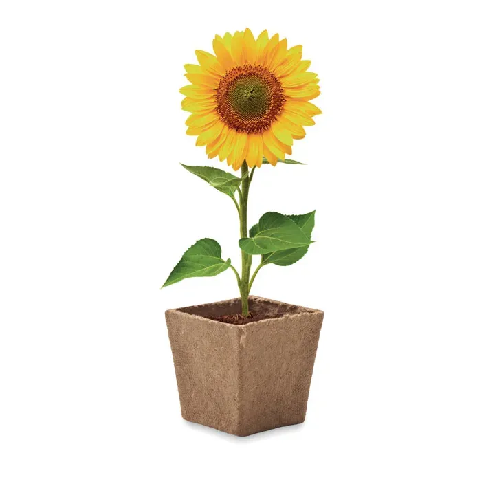 Sunflower growing kit - MO2411 (MOCN#13)