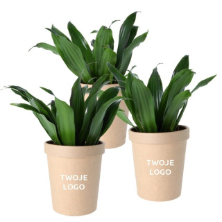 DRACENA fragrans Compacta - DFC.01