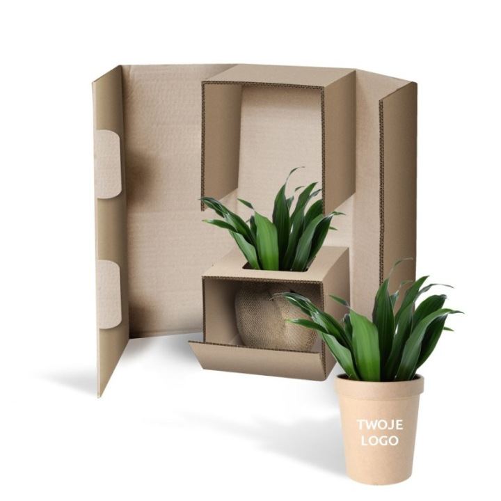 DRACENA fragrans Compacta’ - DFC.01